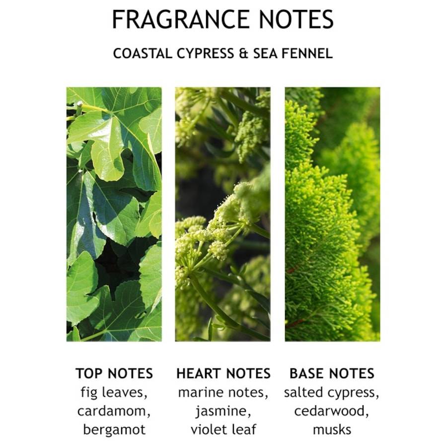 Molton-Brown Coastal Cypress & Sea Fennel Valentinstagsangebot